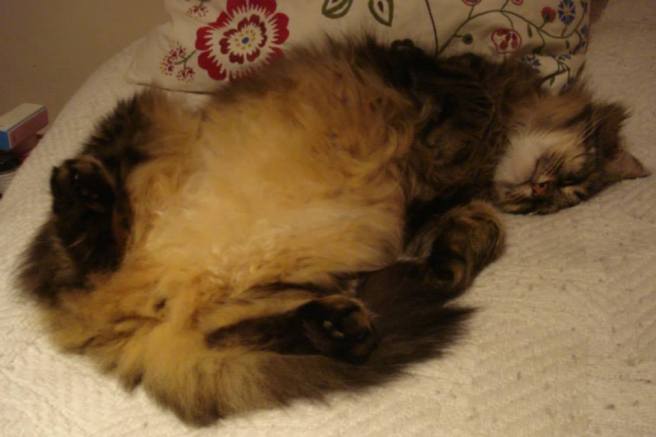 1555580_663757833675815_430655093_n